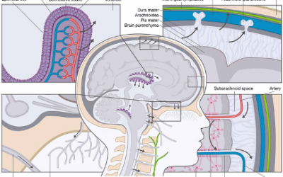 Cerebrospinal Fluid and Brain Health