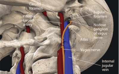 Blood Flow and the Brain