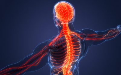 Understanding Your Nervous System!