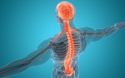 How Upper Cervical Chiropractic Affects Your Nervous System
